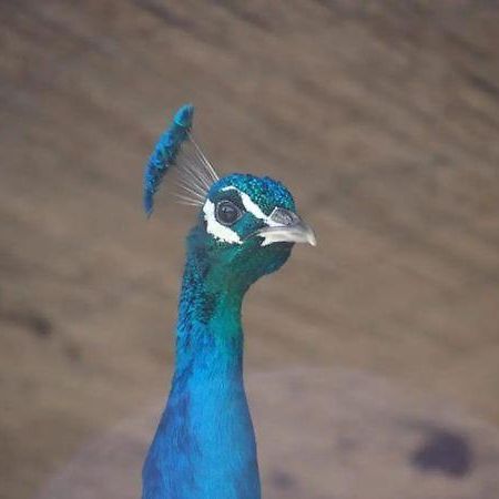 バレンシア Granja El Regajoヴィラ エクステリア 写真