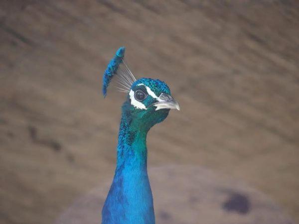バレンシア Granja El Regajoヴィラ エクステリア 写真